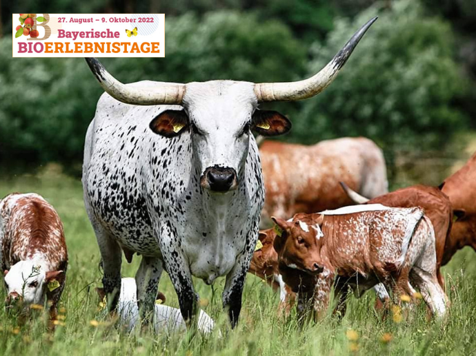 17.09 Zu Gast auf der Texas Longhorn Ranch – Cattle for real cowboys